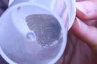 Satyrium ilicis