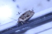 Agonopterix ocellana