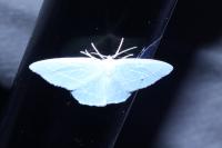 Hemistola chrysoprasaria