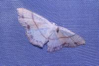 Cyclophora punctaria