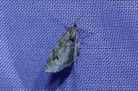 Chloroclystis v-ata