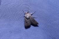 Hoplodrina alsinides/octogenaria