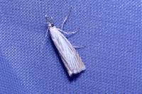 Chrysoteuchia culmella