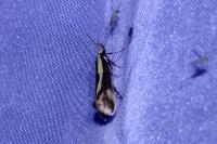 Harpella forficella