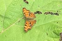 Polygonia c-album
