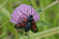 Zygaena trifolii