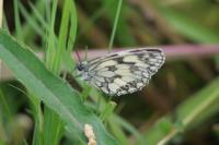 Melanargia galathea