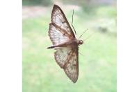 Patania ruralis