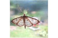 Patania ruralis