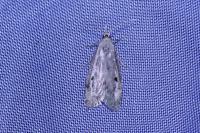 Aphomia sociella