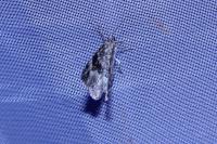 Epirrhoe alternata