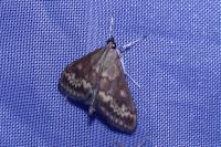 Ostrinia nubilalis
