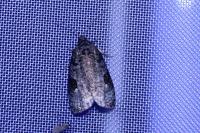 Apotomis semifasciana