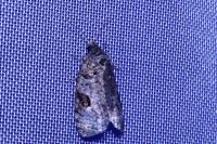 Apotomis semifasciana