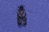 Gelechia muscosella
