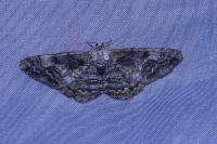 Alcis repandata