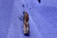 Eucosma conterminana