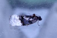 Apotomis betuletana