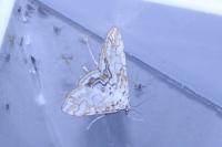 Elophila nymphaeata