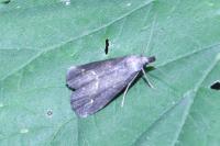 Schrankia costaestrigalis