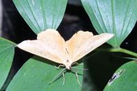 Angerona prunaria