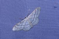 Idaea aversata