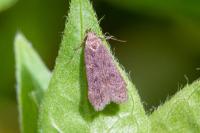 Bryotropha