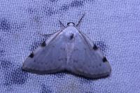 Lomographa bimaculata