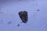 Brachylomia viminalis