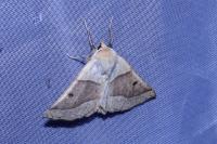 Crocallis elinguaria