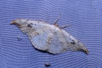 Drepana falcataria