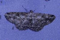 Peribatodes rhomboidaria