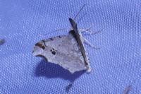 Macaria alternata