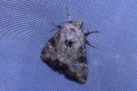 Apamea scolopacina