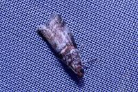 Acrobasis advenella