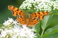 Polygonia c-album