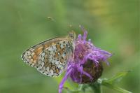 Melitaea phoebe