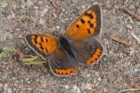 Lycaena phlaeas