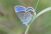 Plebejus argyrognomon