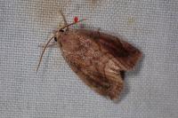 Cosmia pyralina