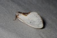 Cilix glaucata/hispanica