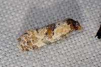 Cochylis molliculana