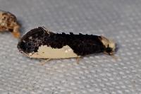 Monopis monachella