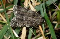 Acronicta rumicis