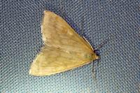 Sitochroa verticalis