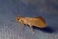 Crassa unitella