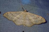 Idaea aversata