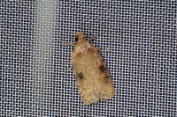 Agonopterix