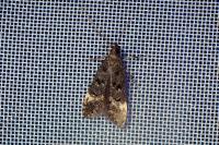 Dichomeris alacella