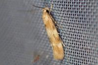 Mompha epilobiella